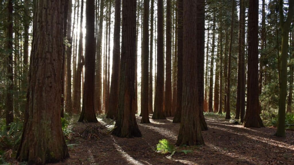 redwood park in surrey canada