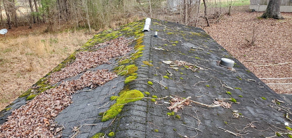 Detailed inspection view of thick moss and organic growth on a residential roof