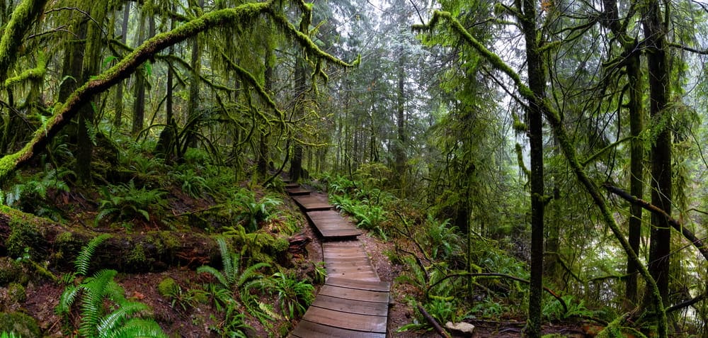 Lynn Canyon Park North Vancouver and Coquitlam